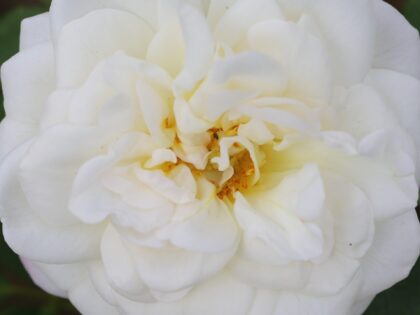 Alba Maxima Rose Alba Maxima Rose Image