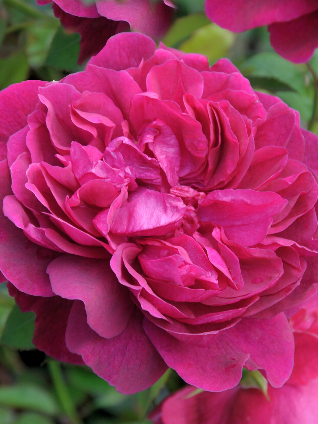 Close up of a bloom of Belle De Crecy Rose, a deep pink-violet, ruffled bloom