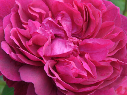 A Rose For My Wonderful Mum - English Roses Gift A Rose For My Wonderful Mum - English Roses Gift Image