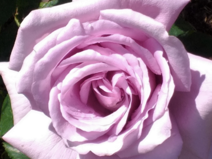 A Rose For My Lovely Dad - English Roses Gift A Rose For My Lovely Dad - English Roses Gift Image