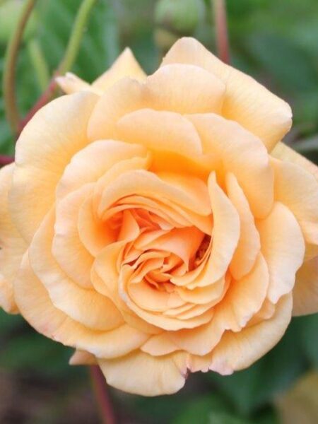 Buff Beauty Rose, a close up of an apricot coloured bloom