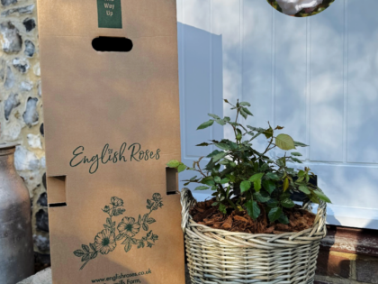 Gift Planted 90th Birthday Rose In Large Willow Basket Gift Planted 90th Birthday Rose In Large Willow Basket Image