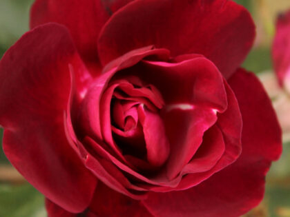 90th Celebration Rose 90th Celebration Rose Image