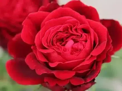 My Dad Rose - English Roses Memorial Gifts For Loss Of Father My Dad Rose - English Roses Memorial Gifts For Loss Of Father Image