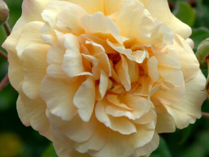 A Rose For My Special Sister - English Roses Gift A Rose For My Special Sister - English Roses Gift Image