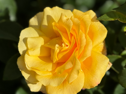 A Rose For My Special Son - English Roses Gift A Rose For My Special Son - English Roses Gift Image