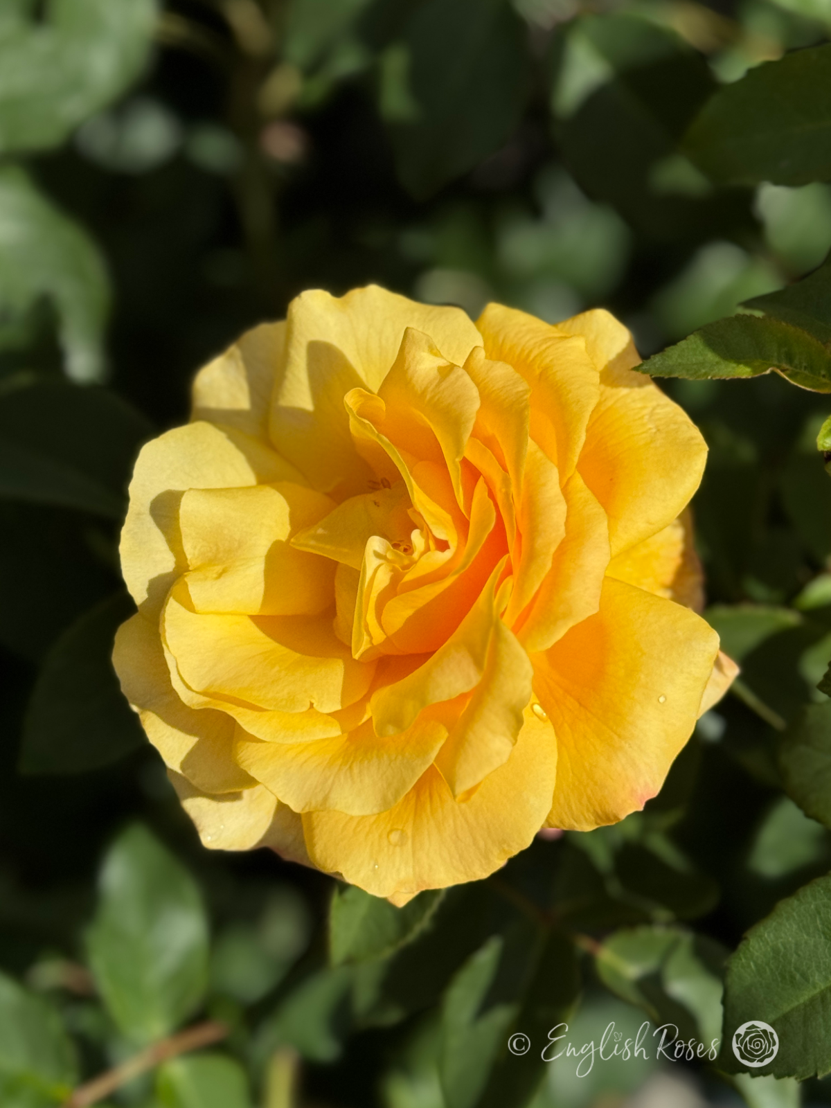 A Rose For My Special Son - Sunny Sky Yellow Scented Flowers