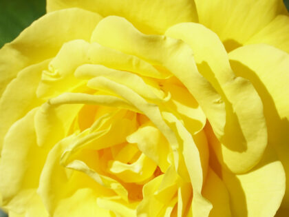 Bobby Dazzler Rose Bobby Dazzler Rose Image