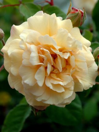 Buff Beauty Rose repeat flowering fragrant apricot blooms