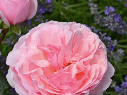 Darling Rose - Daughter Memorial Gift Darling Rose - Daughter Memorial Gift Image