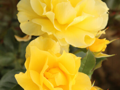 Friends Rose - Diamond 60th Anniversary Gift Friends Rose - Diamond 60th Anniversary Gift Image