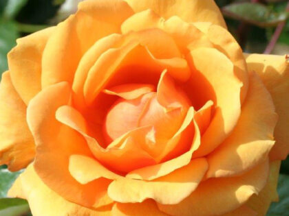 Golden Delicious Rose Golden Delicious Rose Image
