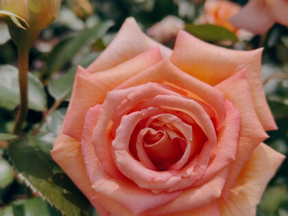 Pet Memorial Rose Gift Planted in Large Willow Basket Pet Memorial Rose Gift Planted in Large Willow Basket Image