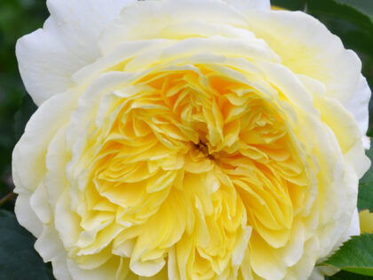 My Girl Rose My Girl Rose Image