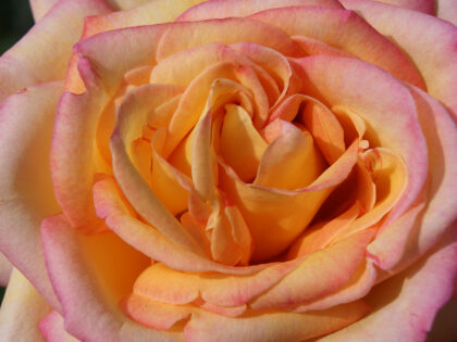 Nice Day Rose Nice Day Rose Image