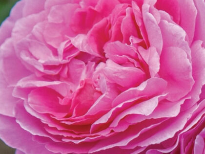 Dog Memorial Gift Dog Memorial Gift Image