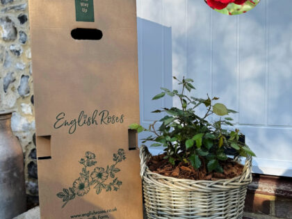 Red Gift Planted Rose in a Large Willow Basket Red Gift Planted Rose in a Large Willow Basket Image