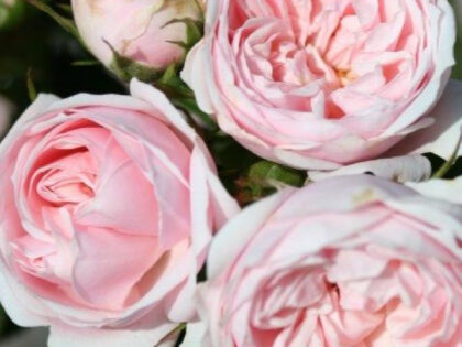 Silver Wishes Rose Silver Wishes Rose Image