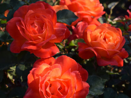 Super Trouper Rose Super Trouper Rose Image