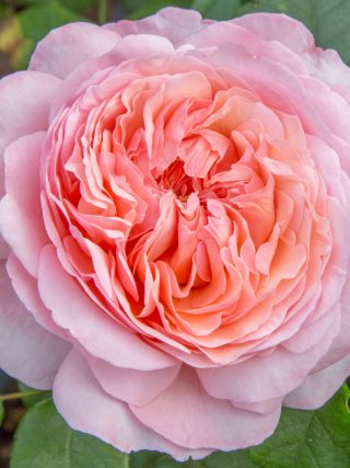 Sweet Romantica (aka Martha Stewart) hybrid tea rose with very fragrant large Pink with a salmon centre blooms