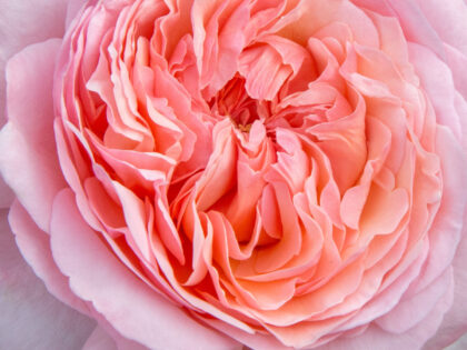 A Rose For Martha - English Roses Gift A Rose For Martha - English Roses Gift Image