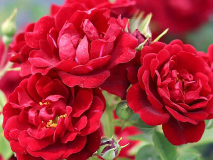 Happy 40th Birthday Gift Happy 40th Birthday Gift Image