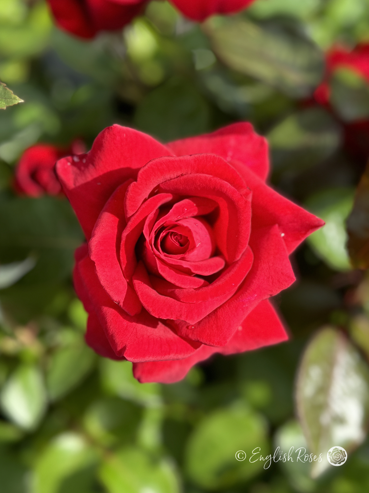 Thinking Of You Rose - Memorial Gifts For Loss Of Husband - crimson flowers - close up