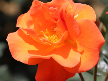 Warm Welcome Rose Warm Welcome Rose Image