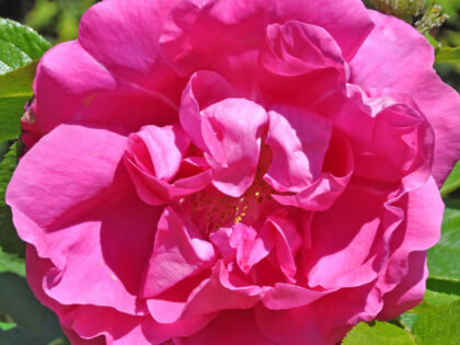 Zepherine Drouhin Rose Zepherine Drouhin Rose Image