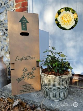 30th Birthday Rose In Large Willow Basket-Cream Happy Birthday Rose