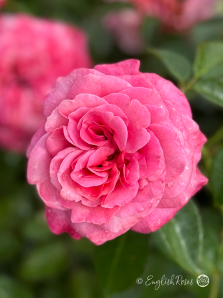 A Rose For My Lovely Granny - English Roses Gift