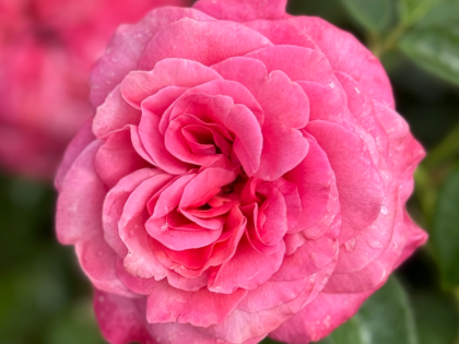 A Rose For My Lovely Granny - English Roses Gift A Rose For My Lovely Granny - English Roses Gift Image