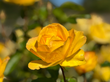 Grandma's Rose - Birthday Gifts For Grandma Grandma's Rose - Birthday Gifts For Grandma Image