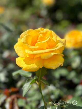 Keep Smiling Rose Single Yellow Bloom