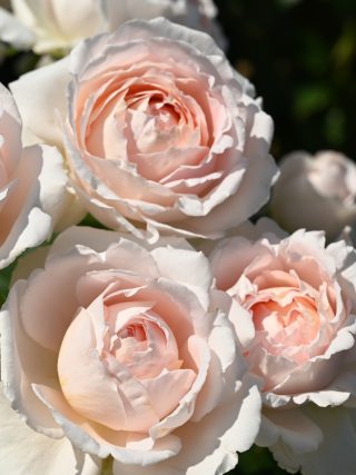 Pretty Parfuma Rose - Scented Pale Pink Roses
