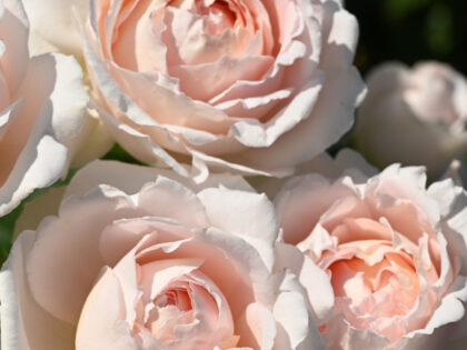 Pretty Parfuma Rose Pretty Parfuma Rose Image