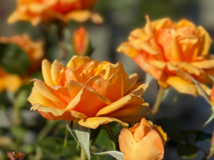 Simply The Best Rose - Mam Remembrance Gifts Simply The Best Rose - Mam Remembrance Gifts Image