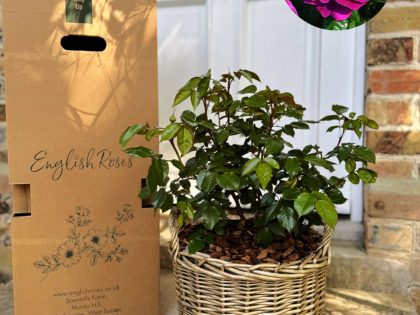 Purple Gift Planted Rose in a Large Willow Basket Purple Gift Planted Rose in a Large Willow Basket Image