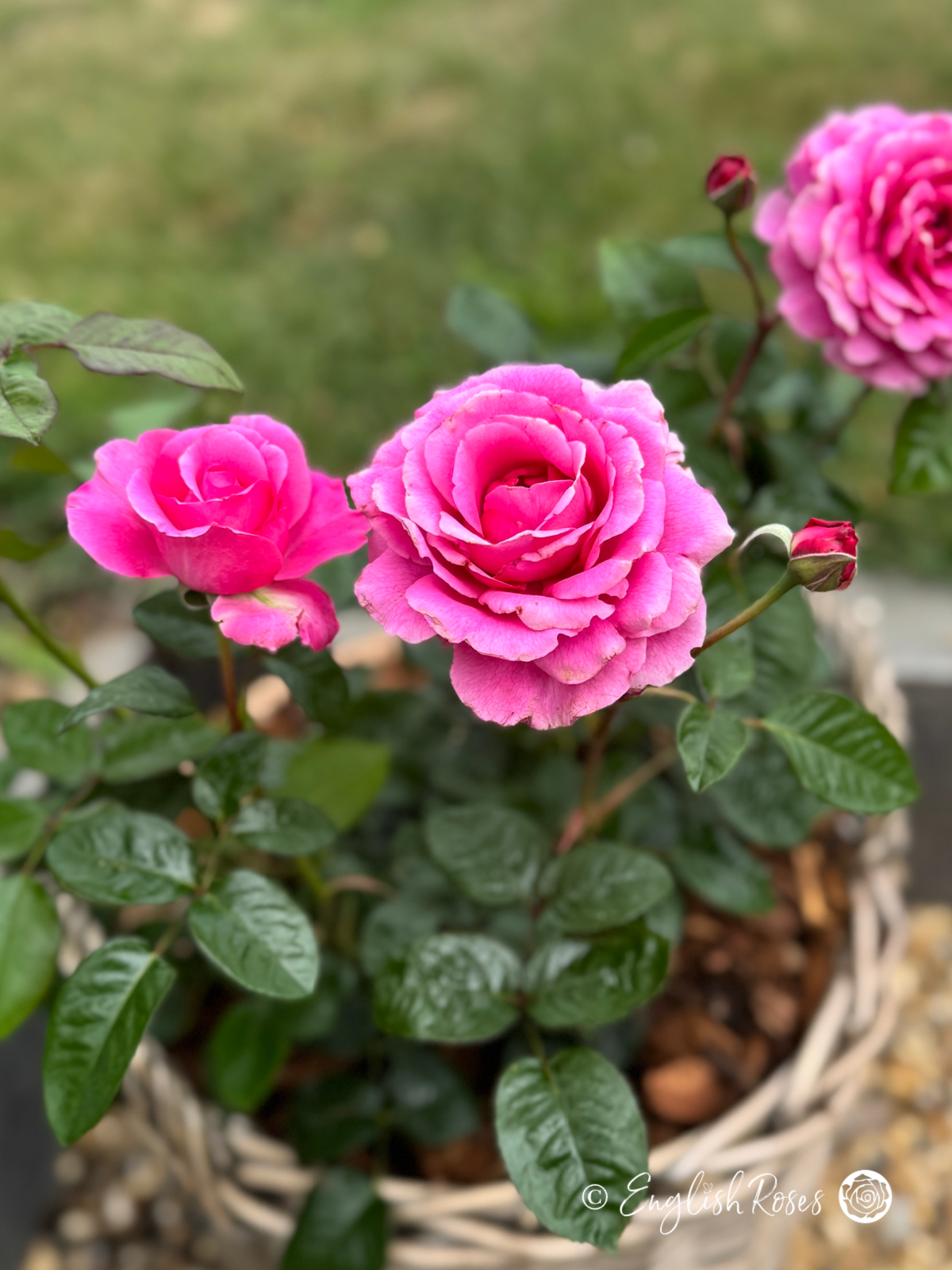 Timeless Purple Rose Close up in basket