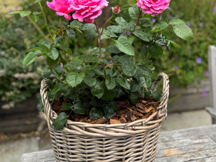 Purple Gift Planted Rose in a Large Willow Basket Purple Gift Planted Rose in a Large Willow Basket Image