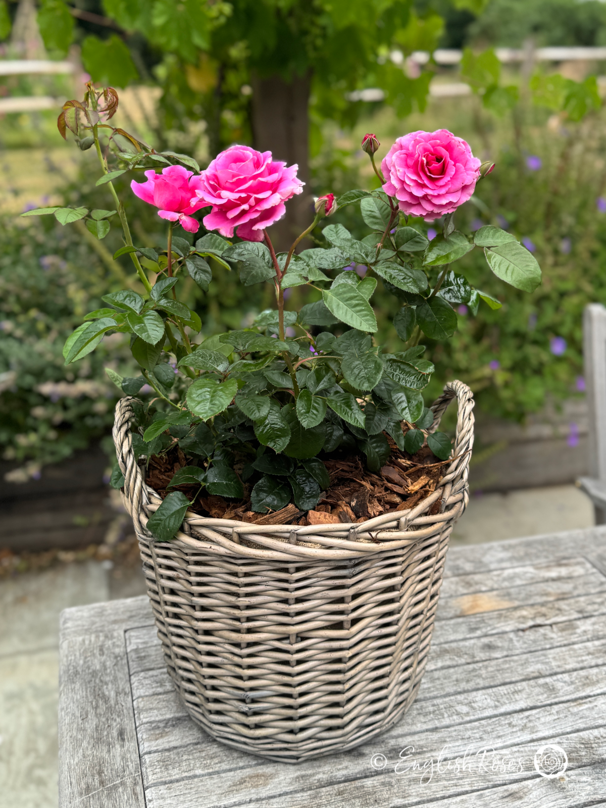 Timeless Purple Rose Gift Planted Basket Main Image