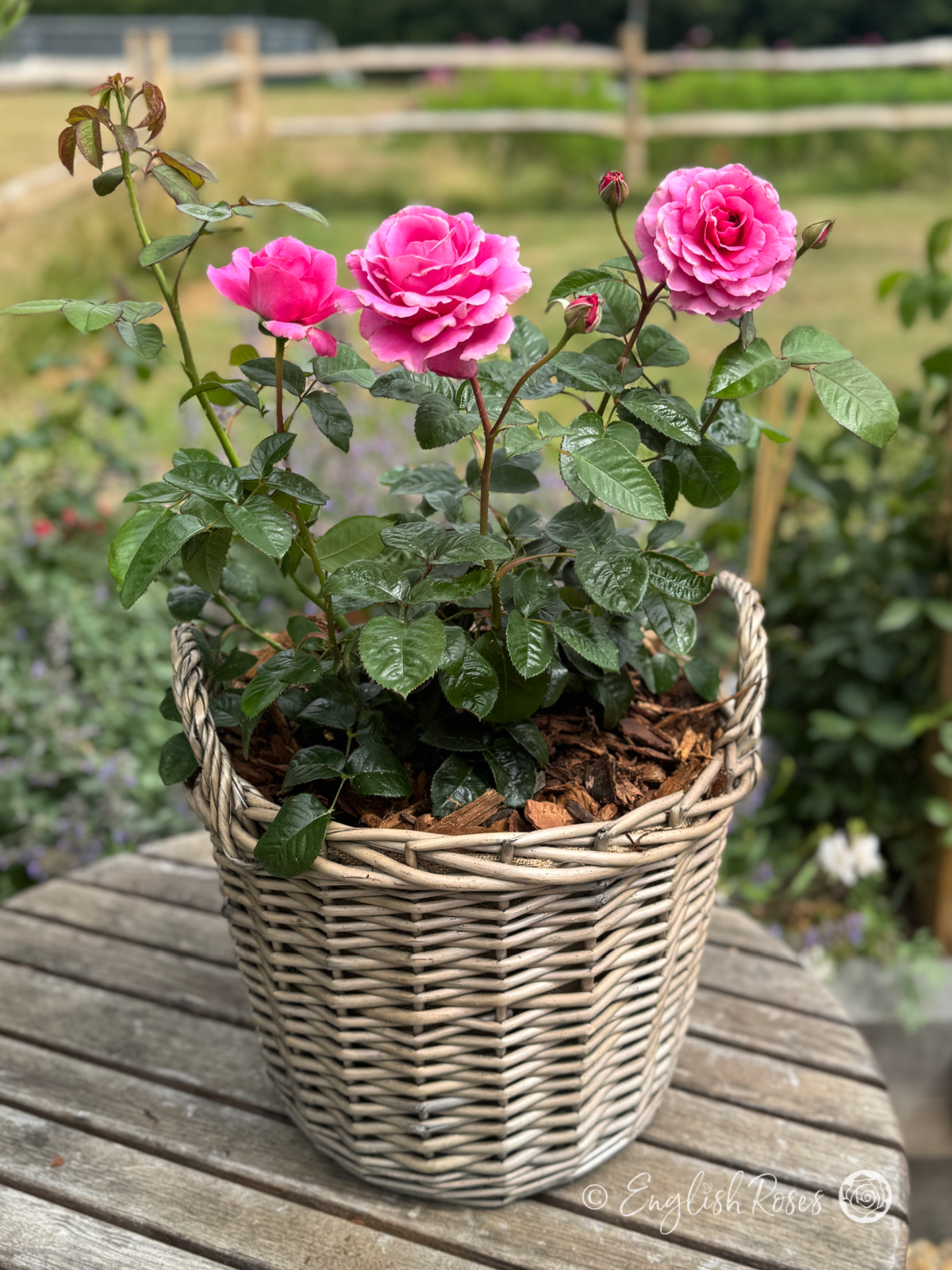 Timeless Purple Rose in planted basket on a patio