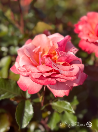 Truly Scrumptious Rose Full Bloom main image