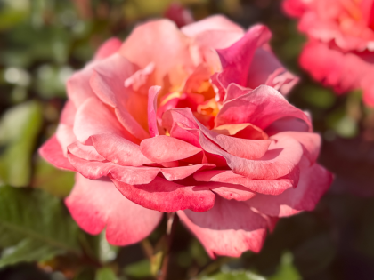 Truly Scrumptious Rose Truly Scrumptious Rose Image