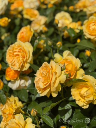 Absolutely Fabulous Rose - Yellow Floribunda Rose - An array of warm, golden yellow blooms, buds and deep green foliage.