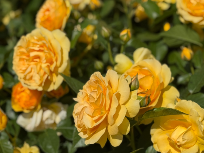 Absolutely Fabulous Rose Absolutely Fabulous Rose Image