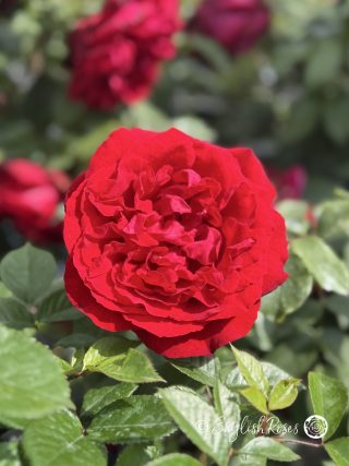 Admiral Rose - Velvet Ruby Red Hybrid Tea Rose - A close up photo of an open, velvet ruby red bloom amongst green foliage.