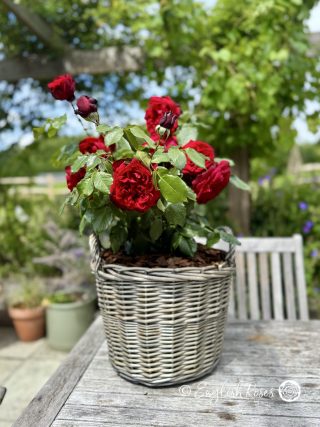 Admiral Rose - Velvet Ruby Red Hybrid Tea Rose - A photo of an Admiral Rose bush planted in an English Roses willow basket. It has green foliage and velvet ruby red blooms.