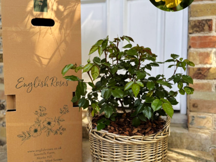 Anniversary Gift For A Special Couple - English Roses Planted Basket Anniversary Gift For A Special Couple - English Roses Planted Basket Image