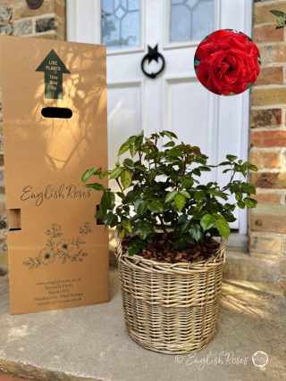 Anniversary Gift For My Husband - English Roses Planted Basket